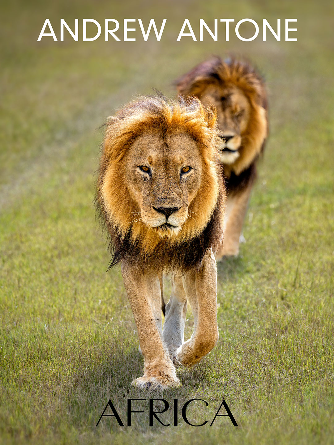 Andrew Antone | Africa