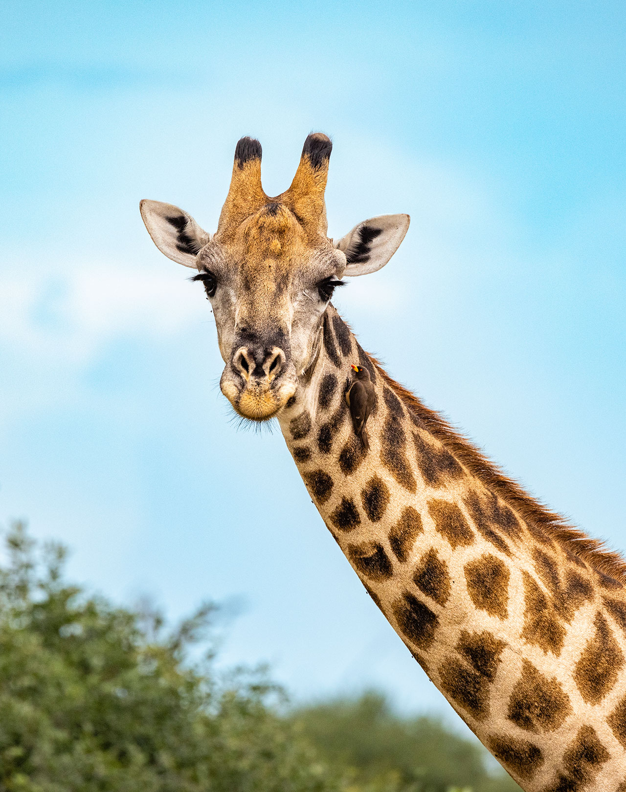 African Giraffe