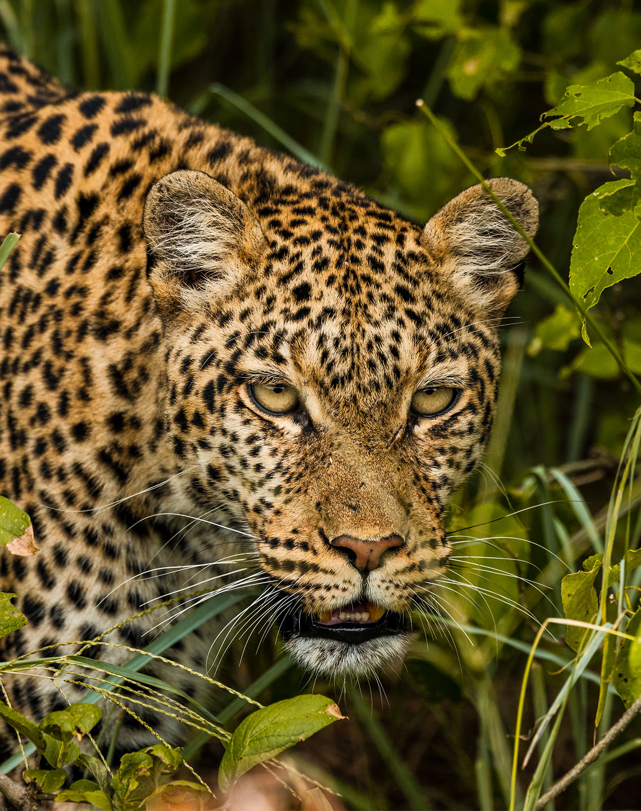 African Leopard